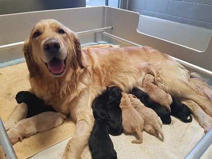 Hayley and her litter of 11 puppies