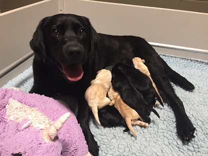 Skyla and her litter of seven puppies