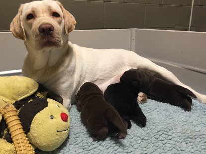 Vespa and her three pups nursing